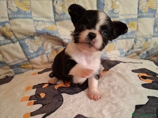 Chihuahua perros - Anuncio 2