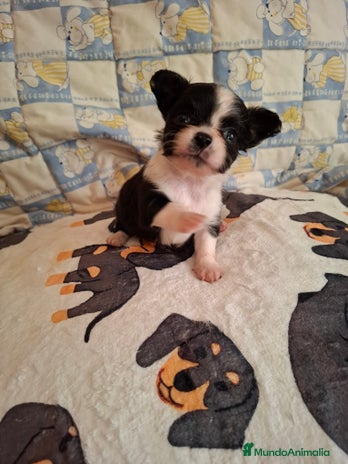 Chihuahua perros - Anuncio 2