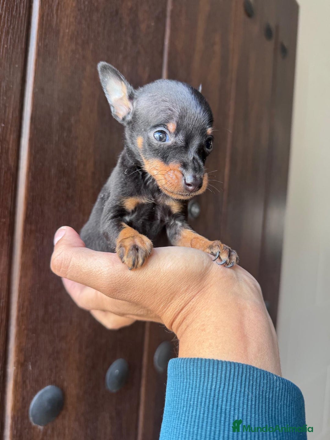 Pinscher Miniatura perros en venta: MINI PINSCHER MUNIATURA - Anuncio 17