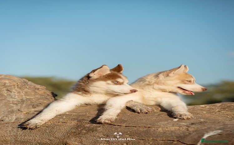 Husky Siberiano perros - Anuncio 6