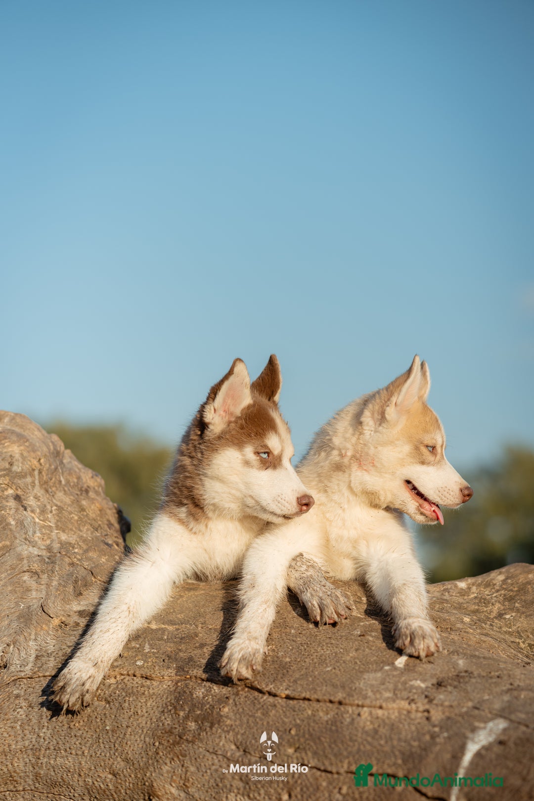 Husky Siberiano perros en venta: CAMBIO HUSKY X POMERANIA - Imagen 1