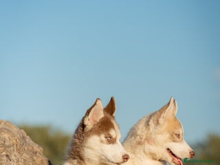 Husky Siberiano perros - Anuncio 5