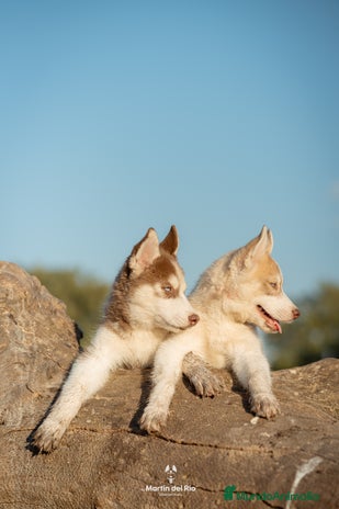 Husky Siberiano perros - Anuncio 7