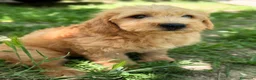 Labradoodle perros en venta: LABRADOODLE  - Anuncio 2