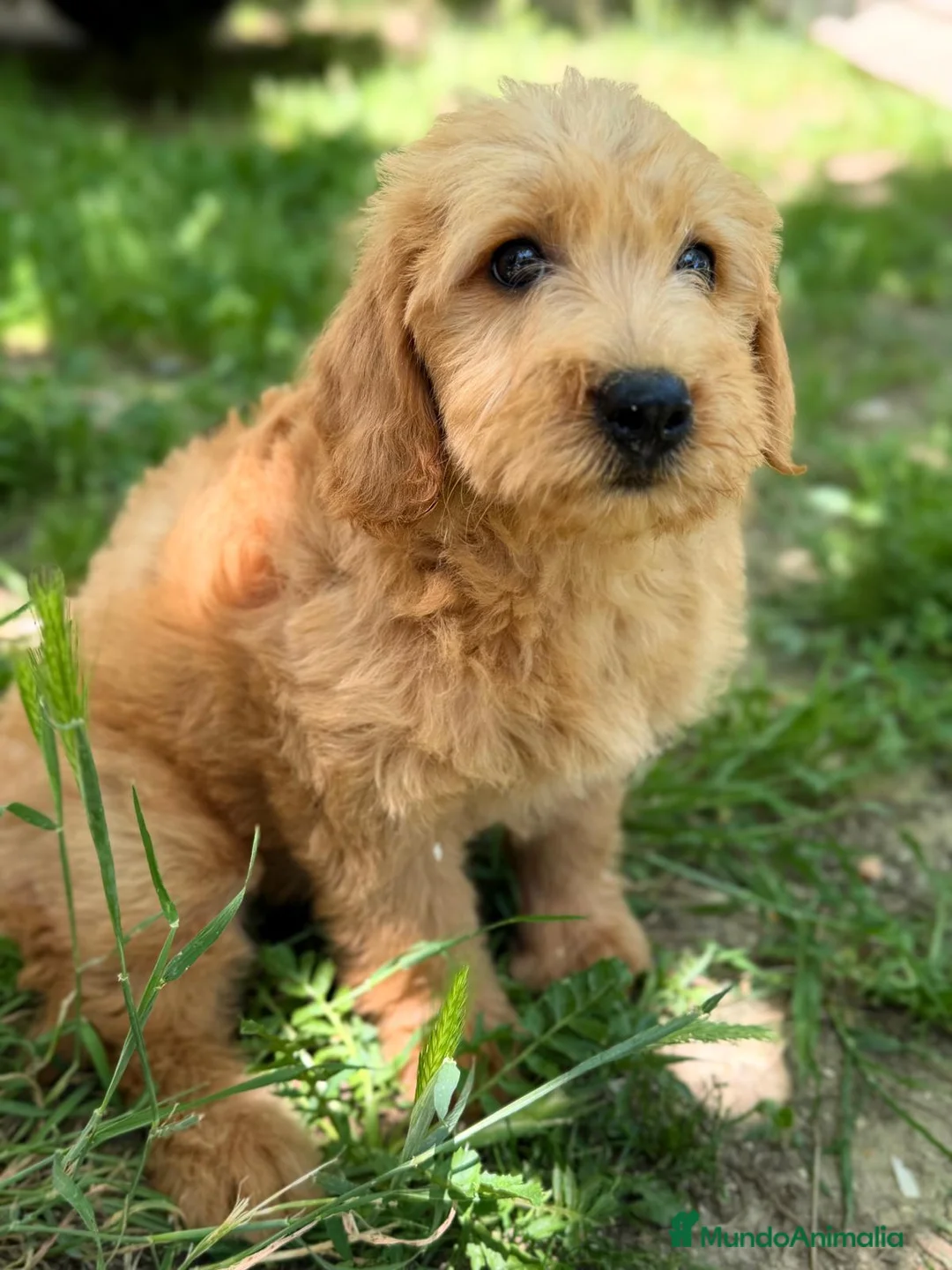 Labradoodle perros en venta: LABRADOODLE  - Anuncio 2