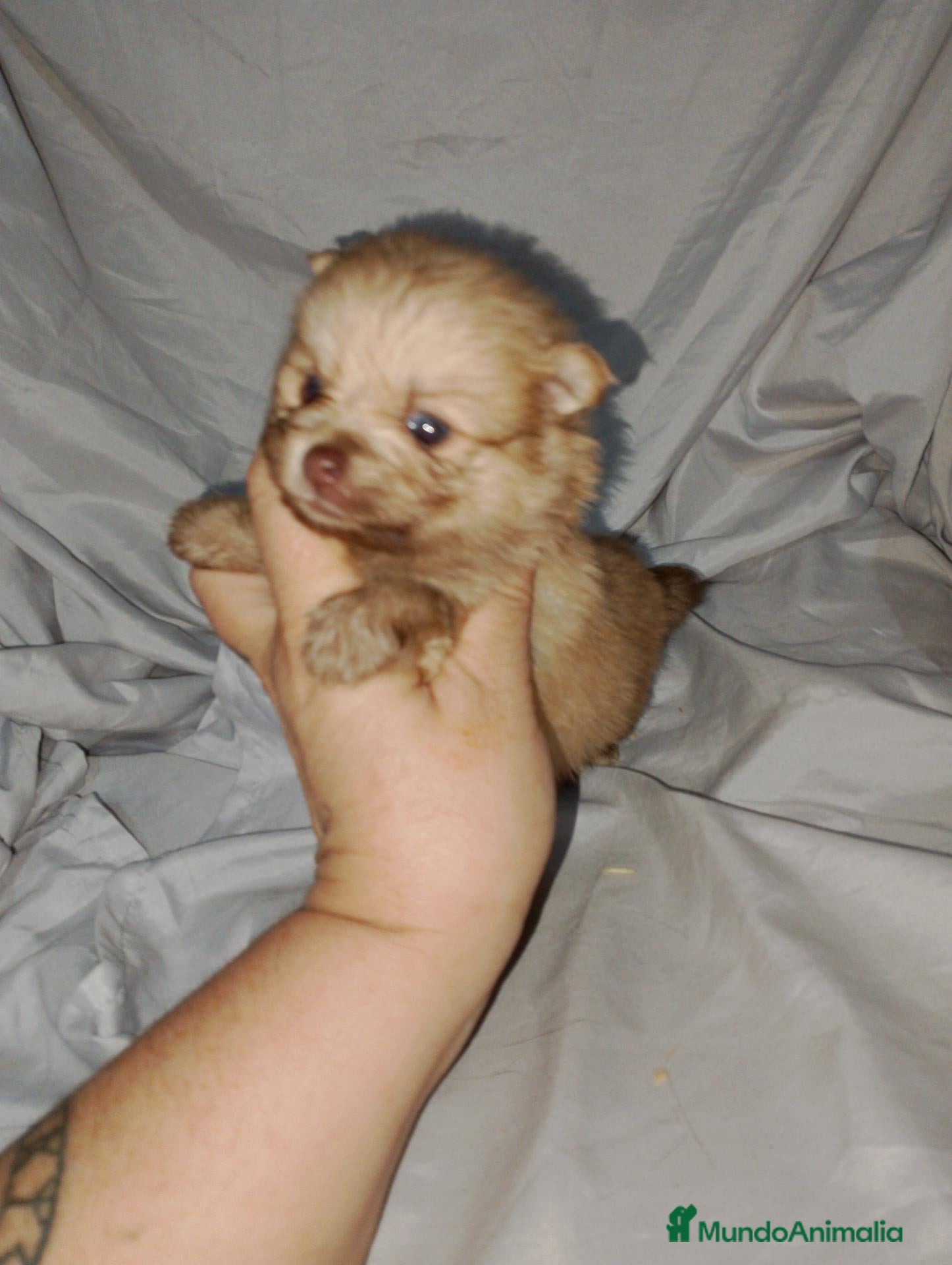 Pomchi perros Camada de pomchi  - Anuncio 2