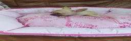 Chihuahua perros en venta: CHIHUAHUA TOY  - Anuncio 11