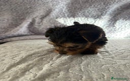 Yorkshire Terrier perros en venta: Yorkshire mini - Imagen 12