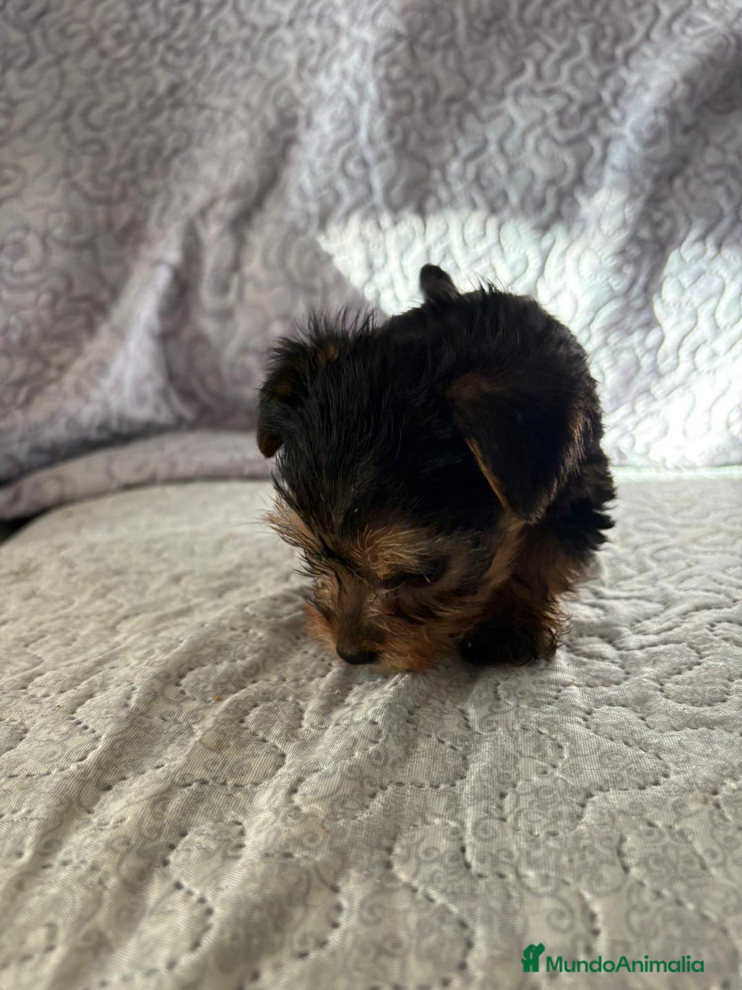 Yorkshire Terrier perros en venta: Yorkshire mini - Imagen 12