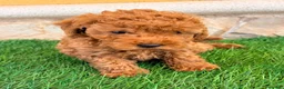 Caniche Toy perros en venta: Caniche toy roja - Anuncio 15