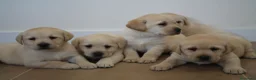 Labrador Retriever perros en venta: LABRADOR RETRIEVER - Anuncio 11
