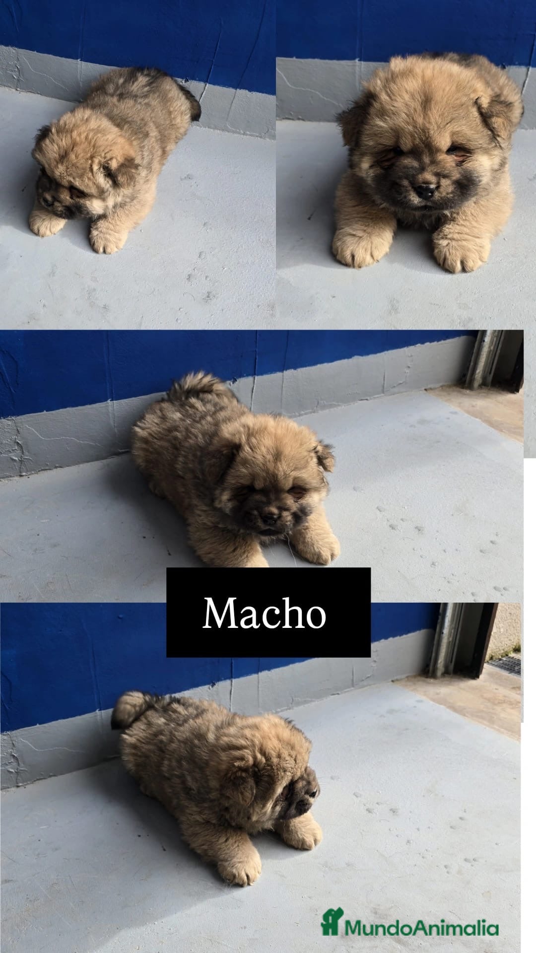 Chow Chow perros en venta: Macho cachorro de Chow Chow  - Anuncio 1