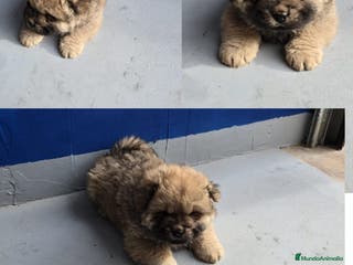Chow Chow perros Macho cachorro de Chow Chow - Anuncio 35