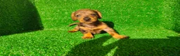 Teckel Miniatura perros en venta: Teckel miniatura  - Anuncio 16