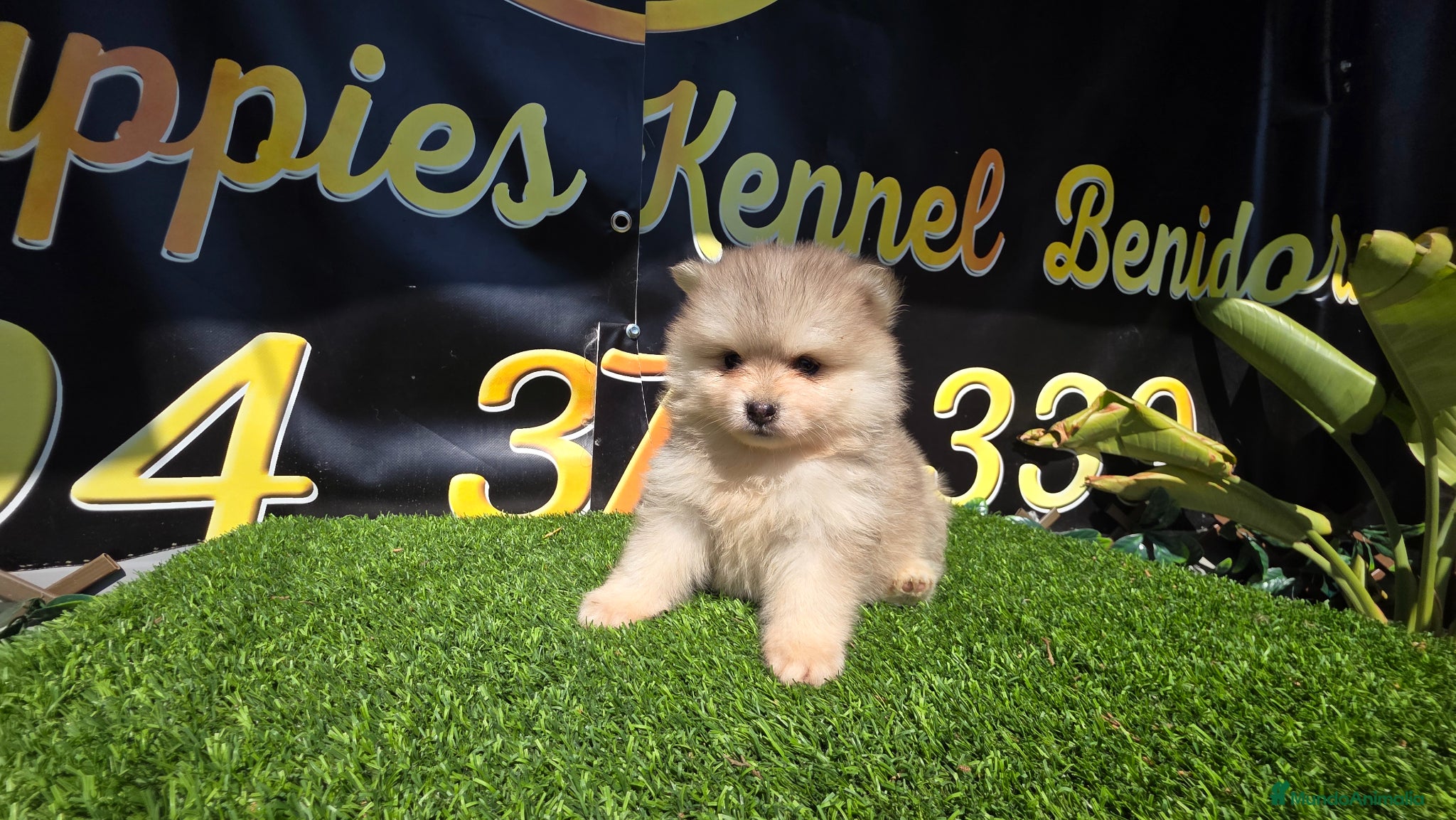 Pomsky perros Pomsky blue  - Anuncio 5