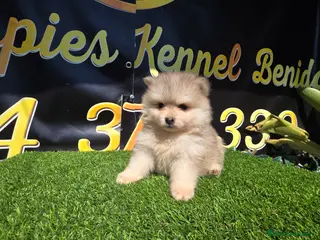 Pomsky perros Pomsky blue - Anuncio 5