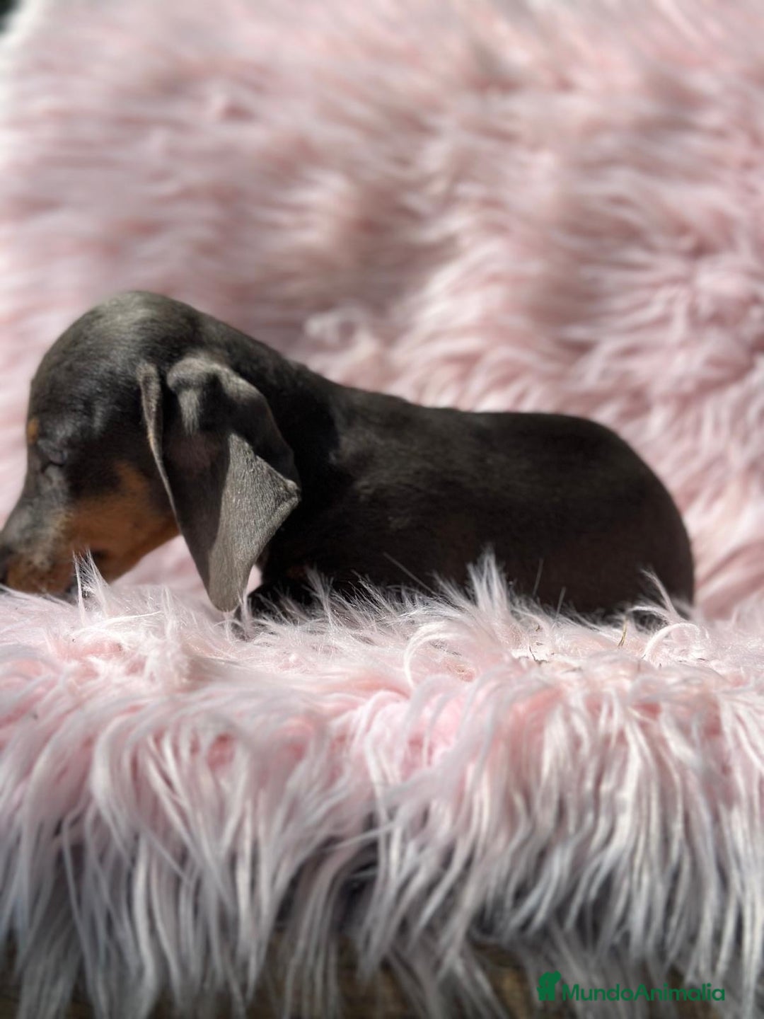 Teckel Miniatura perros en venta: Teckel Blue  - Imagen 5
