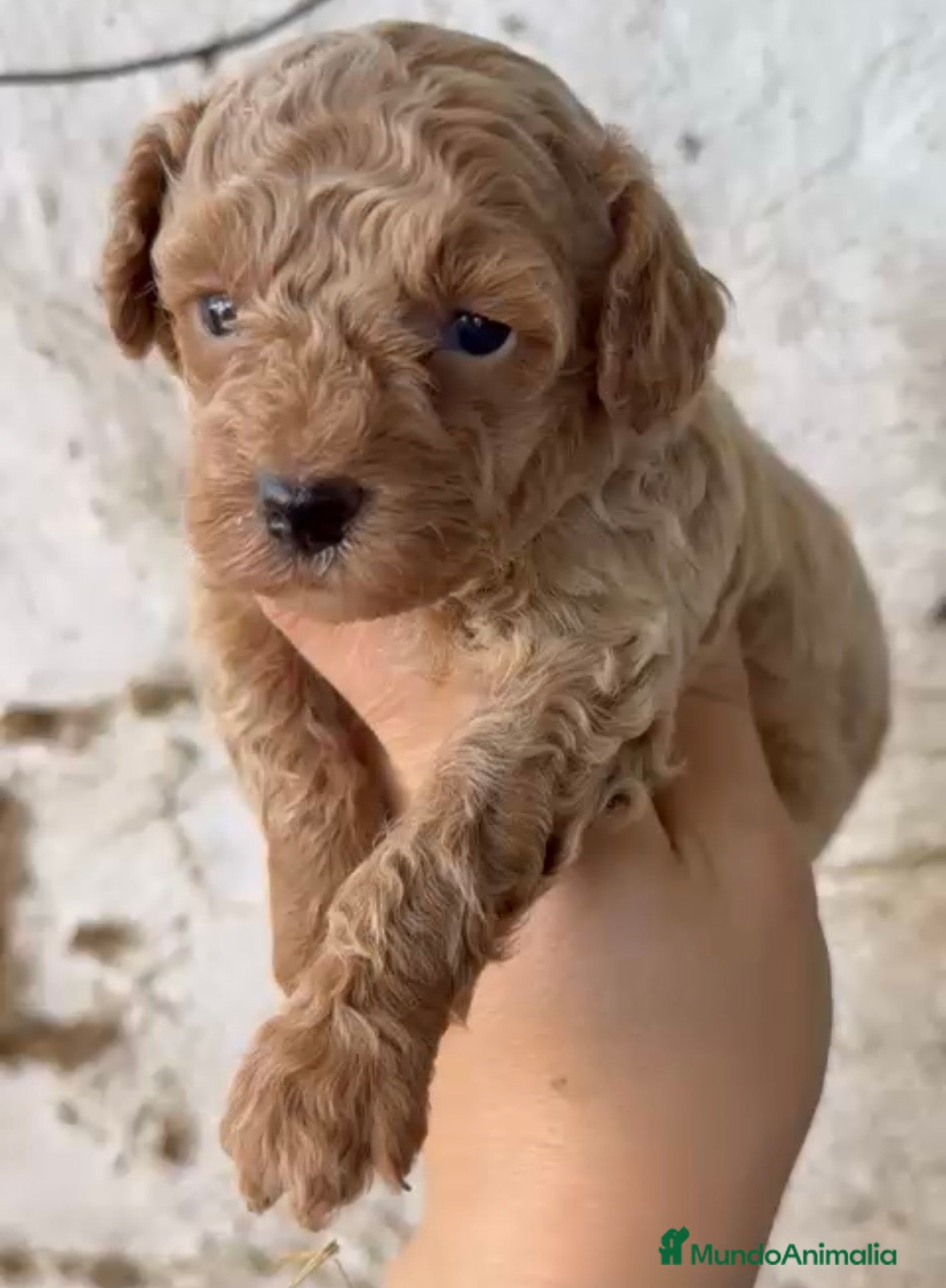 Caniche Toy perros Caniche Toy macho apricot  - Anuncio 1