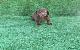 Teckel Miniatura perros en venta: TECKEL MINIATURA CHOCOLATE  - Anuncio 1