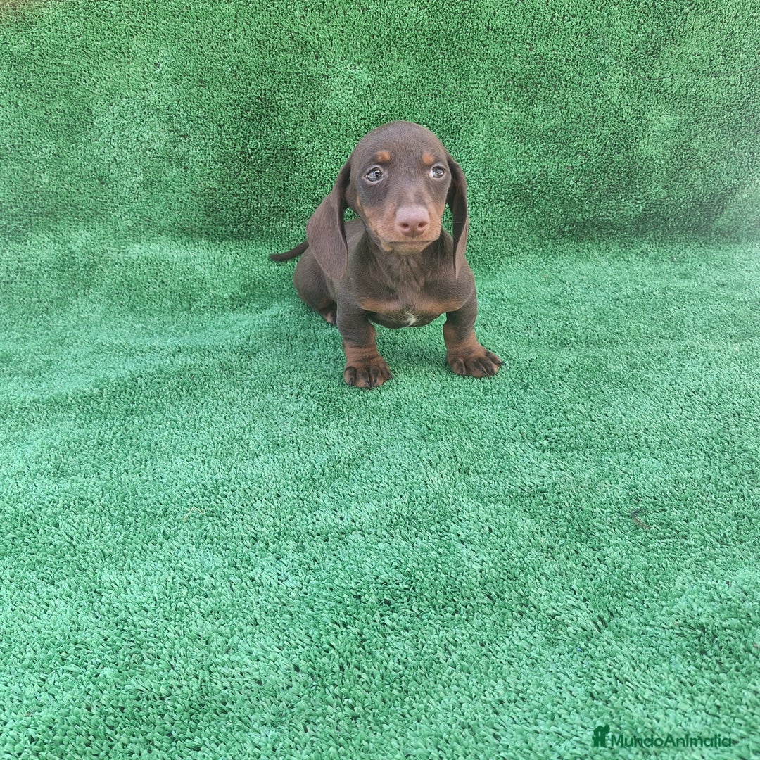 Teckel Miniatura perros en venta: TECKEL MINIATURA CHOCOLATE  - Anuncio 1