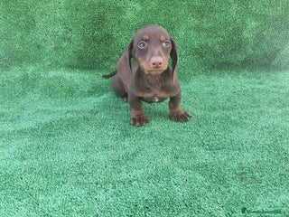 Teckel Miniatura perros TECKEL MINIATURA CHOCOLATE - Anuncio 2