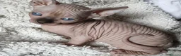 Sphynx gatos en venta: Sphynx Point  - Anuncio 2