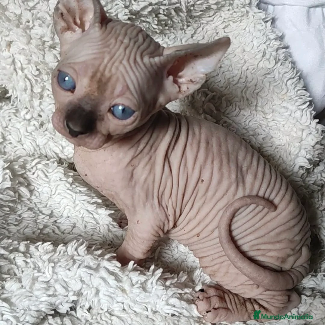 Sphynx gatos en venta: Sphynx Point  - Anuncio 2