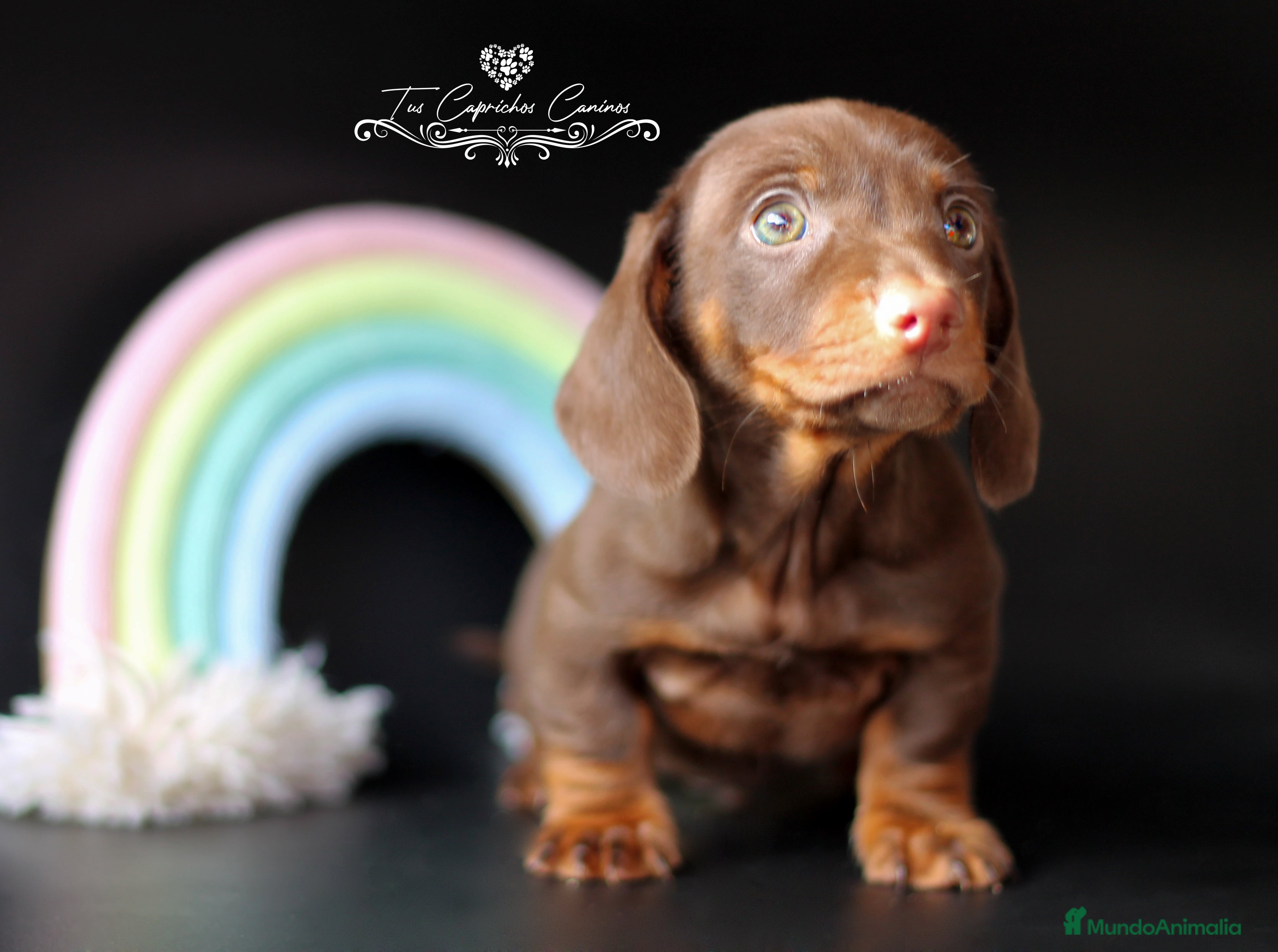 Teckel perros Precioso macho teckel chocolate y fuego  en Cantabria - Anuncio 17