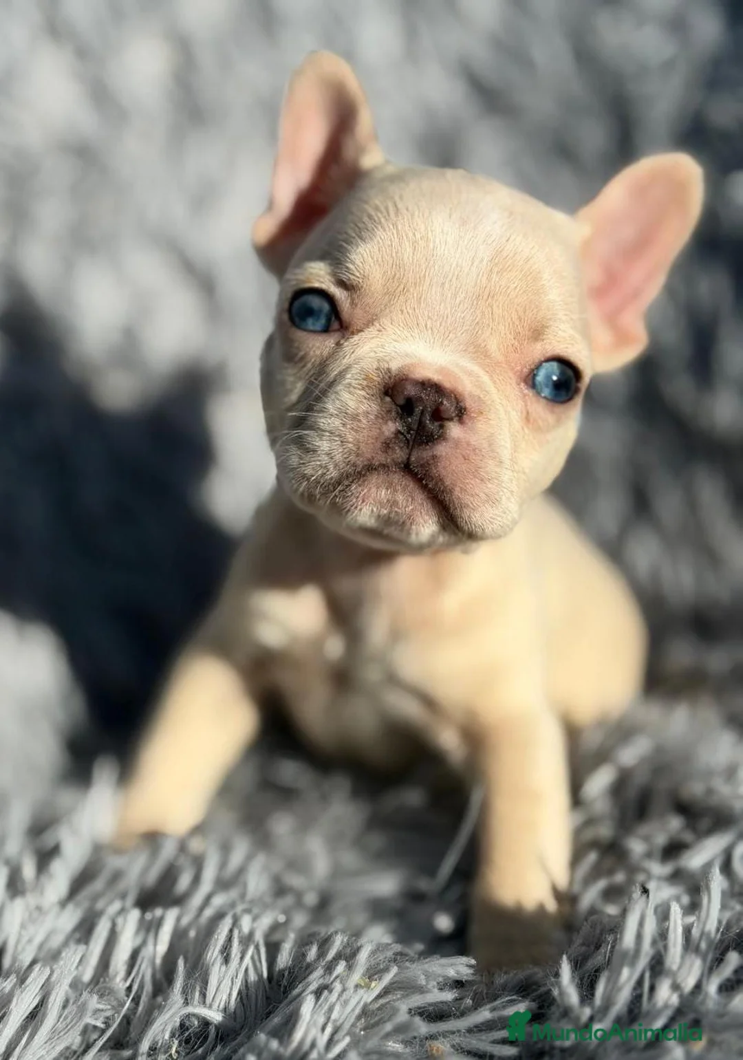 Bulldog Francés perros en venta: BULLDOG FRANCÉS PLATYNUM - Anuncio 2