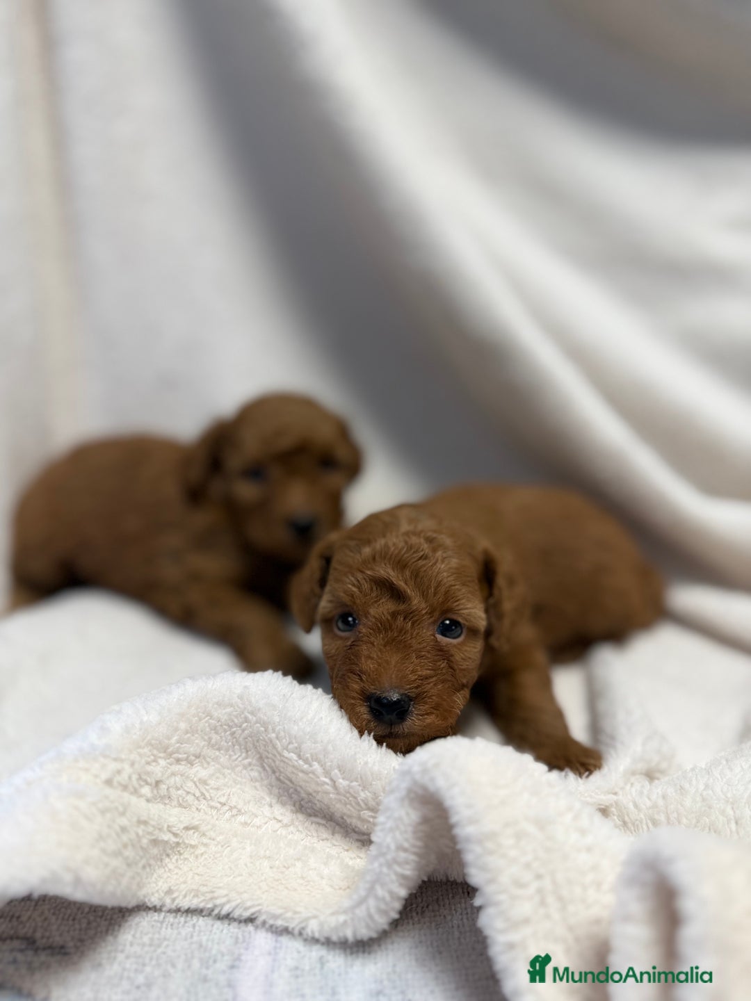 Caniche Toy perros en venta: Monísima Caniche Roja - Imagen 4
