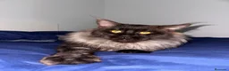 Maine Coon gatos en venta: Macho Maine Coon Black Smoke  - Anuncio 10