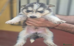 Husky Siberiano perros en venta: Husky siberiano  - Imagen 6
