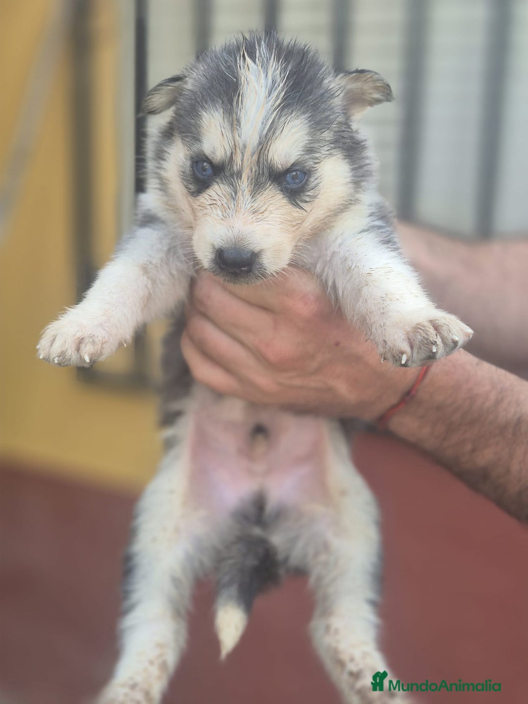 Husky Siberiano perros en venta: Husky siberiano  - Imagen 6
