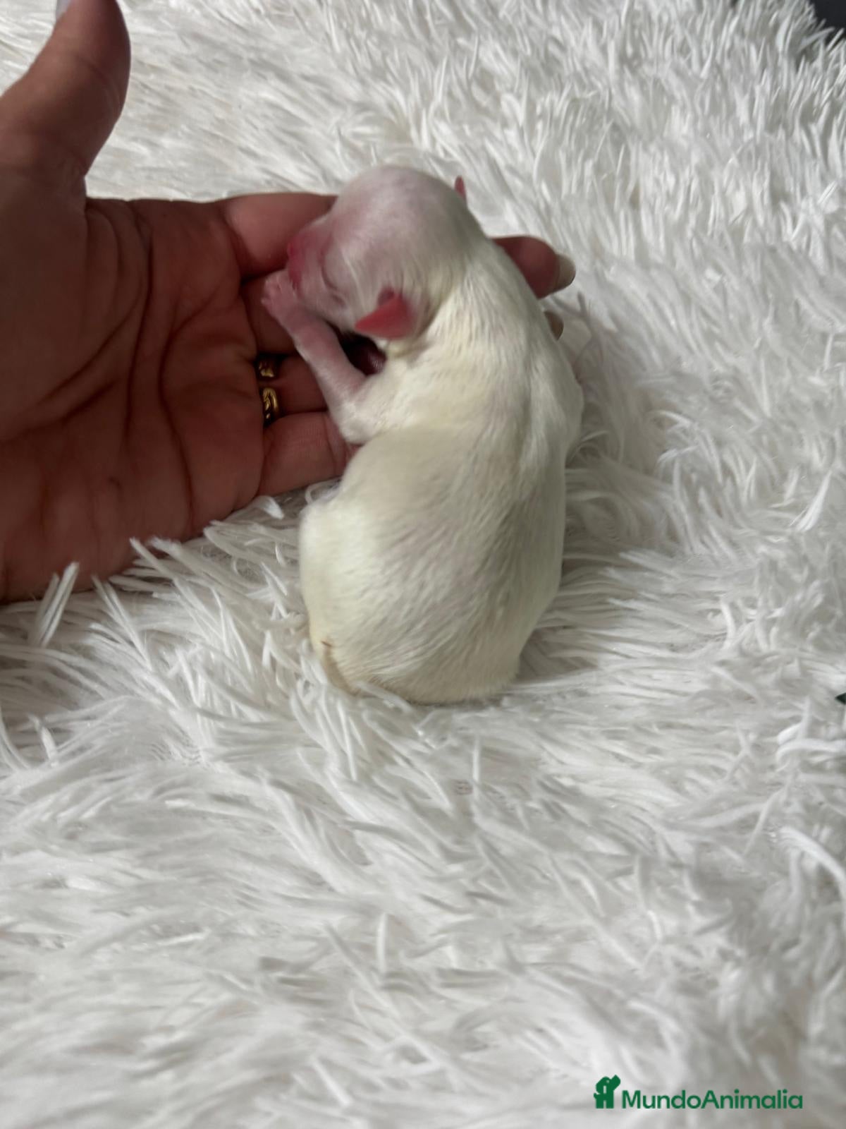 Bichón Maltés perros BICHÓN MALTÉS  - Anuncio 1