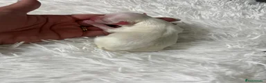 Bichón Maltés 1