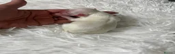 Bichón Maltés perros en venta: BICHÓN MALTÉS  - Anuncio 1