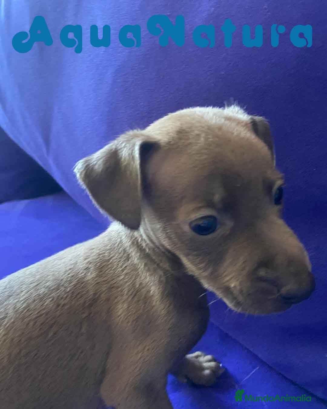 Pequeño Lebrel Italiano perros en venta: Lebrel Italiano Macho 2003 AQUANATURA - Anuncio 4
