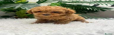 Caniche Toy 1