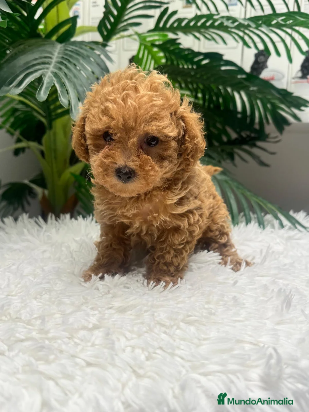 Caniche Toy perros en venta: CANICHE TOY-LISTA PARA ENTREGAR - Anuncio 2