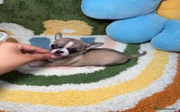 Chihuahua perros en venta: Chihuahua Macho  - Imagen 3