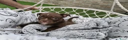 American Bully perros en venta: American Bully  - Anuncio 6
