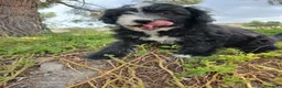 Perro de Agua Español perros en venta: 🐾 CACHORROS DE PERRO DE AGUA ESPAÑOL 🐾 - Anuncio 8