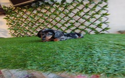 Teckel Miniatura perros en venta: Teckel miniatura  - Anuncio 3