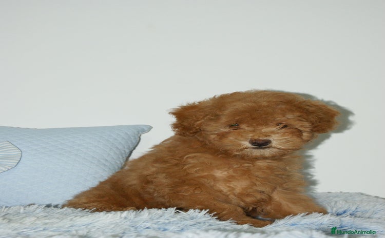 Caniche Toy perros CANICHE TOY ROJO - Anuncio 1