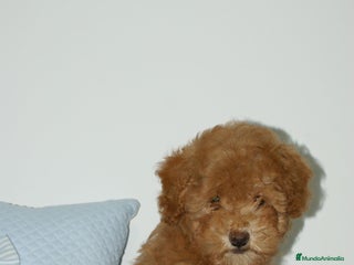 Caniche Toy perros CANICHE TOY ROJO - Anuncio 1