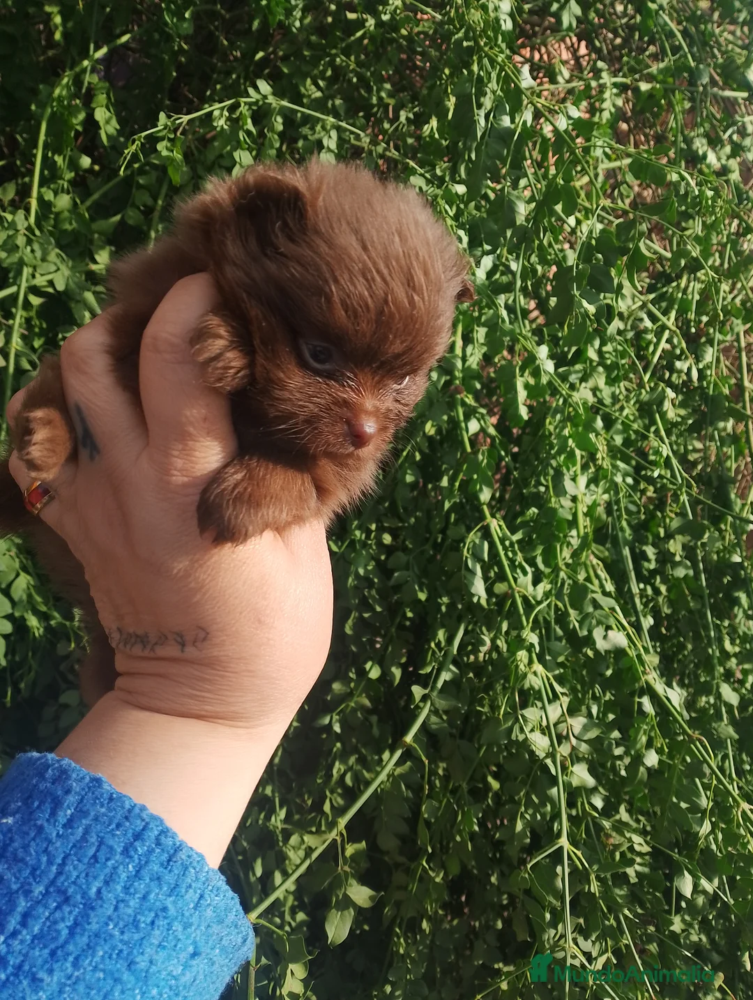 Pomerania perros en venta: Pomerania (pomchi) - Anuncio 5