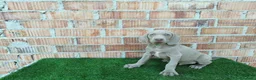 Otras razas perros en venta: Disponible bracos de weimar  - Anuncio 7