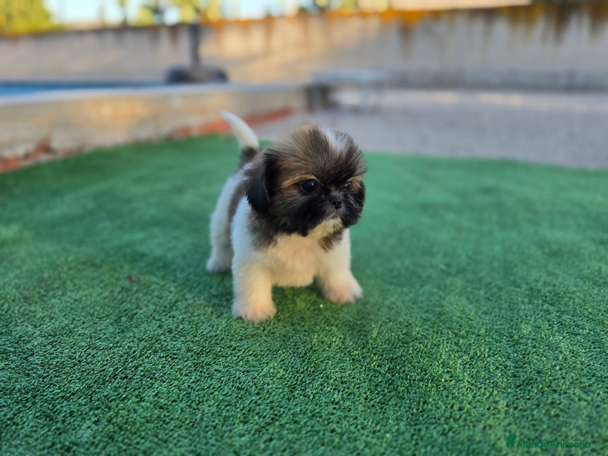 Shih Tzu perros Shih tzu - Anuncio 1