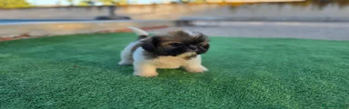 Shih Tzu 1