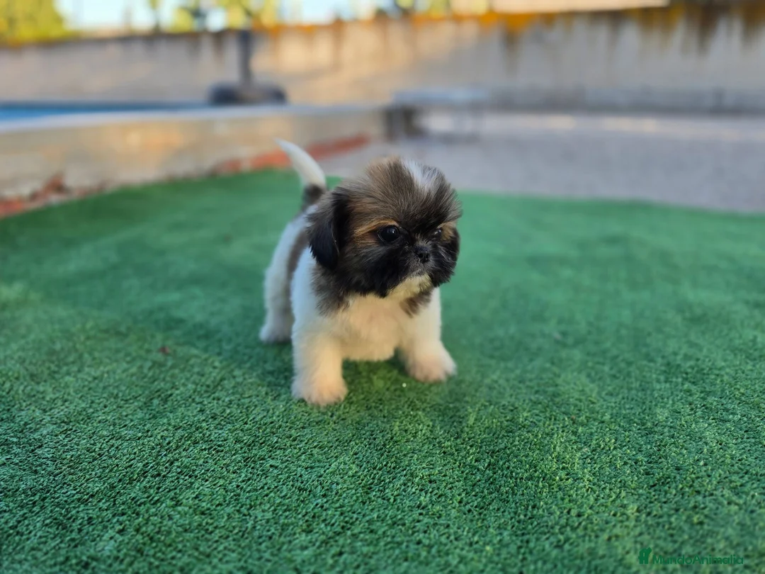 Shih Tzu perros en venta: Shih tzu - Anuncio 1